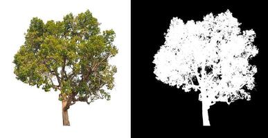 les arbres isolés sur fond blanc conviennent à la fois à l'impression et aux pages Web photo