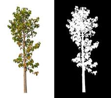 les arbres isolés sur fond blanc conviennent à la fois à l'impression et aux pages Web photo