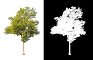 les arbres isolés sur fond blanc conviennent à la fois à l'impression et aux pages Web photo