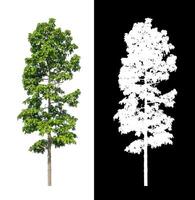 les arbres isolés sur fond blanc conviennent à la fois à l'impression et aux pages Web photo