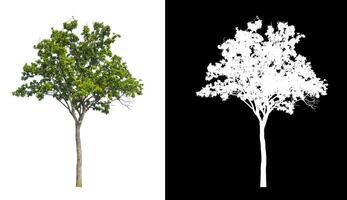 les arbres isolés sur fond blanc conviennent à la fois à l'impression et aux pages Web photo