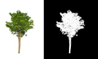 les arbres isolés sur fond blanc conviennent à la fois à l'impression et aux pages Web photo