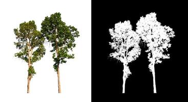 les arbres isolés sur fond blanc conviennent à la fois à l'impression et aux pages Web photo