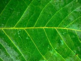 détaillé feuilles Contexte photo