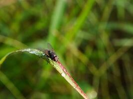 insectes voler, lumière vert herbe avec lumière du soleil photo