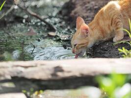 chat en buvant l'eau par le bassin photo