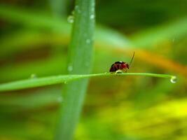 herbe et Matin rosée abstrait. photo