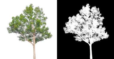 les arbres isolés sur fond blanc conviennent à la fois à l'impression et aux pages Web photo