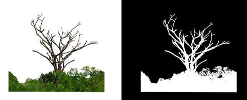 mort arbre sur blanc image Contexte avec coupure chemin, Célibataire arbre avec coupure chemin et alpha canal photo