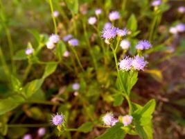 violet fleurs Floraison dans le printemps, magnifique rose fleurs. photo