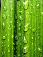 vert feuille avec l'eau gouttes proche en haut, fermer de gouttes de pluie sur feuilles. photo