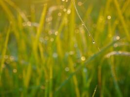 Aube et jungle herbe et gouttes de l'eau. photo