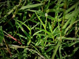 fermer de gouttes de pluie sur feuilles photo