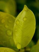 feuille verte avec des gouttes d'eau se bouchent photo