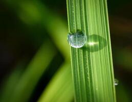 fermer de gouttes de pluie sur feuilles photo