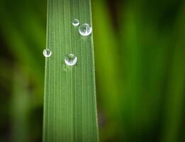 fermer de gouttes de pluie sur feuilles photo