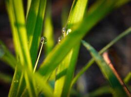 fermer de gouttes de pluie sur feuilles photo