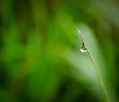 fermer de gouttes de pluie sur feuilles photo