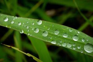 fermer de gouttes de pluie sur feuilles photo