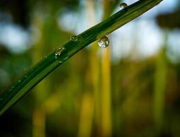 fermer de gouttes de pluie sur feuilles photo