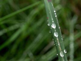 fermer de gouttes de pluie sur feuilles photo