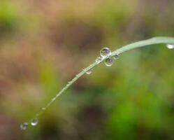 fermer de gouttes de pluie sur feuilles photo