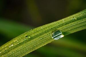 fermer de gouttes de pluie sur feuilles photo