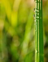 fermer de gouttes de pluie sur feuilles photo