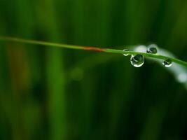 fermer de gouttes de pluie sur feuilles photo