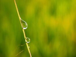 fermer de gouttes de pluie sur feuilles photo