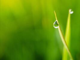 fermer de gouttes de pluie sur feuilles photo