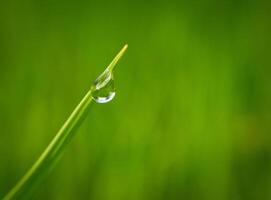 fermer de gouttes de pluie sur feuilles photo