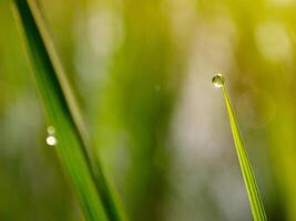 fermer de gouttes de pluie sur feuilles photo