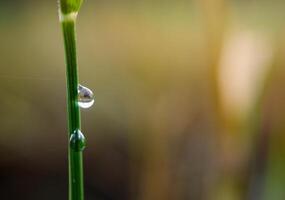 fermer de gouttes de pluie sur feuilles photo