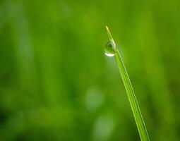 fermer de gouttes de pluie sur feuilles photo