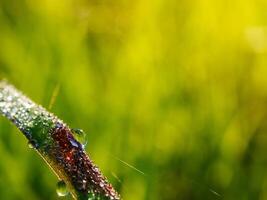 fermer de gouttes de pluie sur feuilles photo