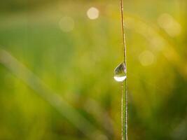 fermer de gouttes de pluie sur feuilles photo