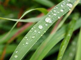 fermer de gouttes de pluie sur feuilles photo