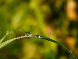 fermer de gouttes de pluie sur feuilles photo