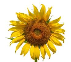 tournesol fleur, proche en haut vue isolé sur blanc Contexte photo