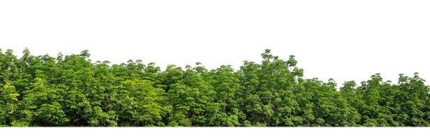 une groupe de riches vert des arbres haute résolution sur blanc Contexte. photo