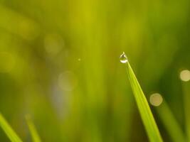 fermer de gouttes de pluie sur feuilles photo