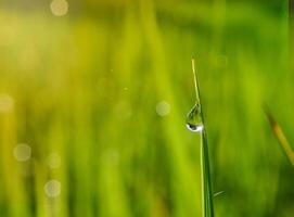 fermer de gouttes de pluie sur feuilles photo