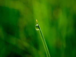 fermer de gouttes de pluie sur feuilles photo