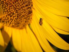 abeille recueille nectar de une tournesol photo