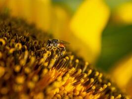 abeille recueille nectar de une tournesol photo