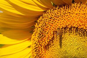 abeille recueille nectar de une tournesol photo