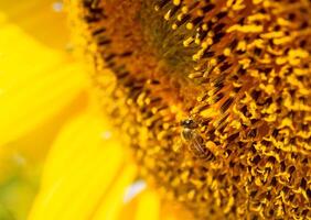 abeille recueille nectar de une tournesol photo