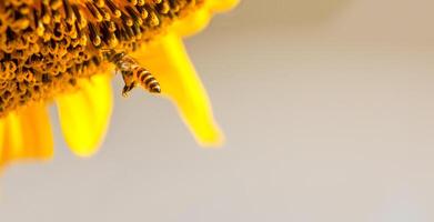 abeille recueille nectar de une tournesol photo