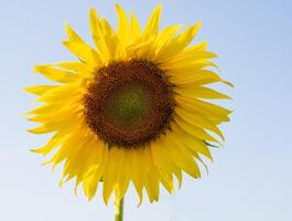 tournesol épanouissement dans le Matin ciel Contexte photo